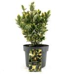 Euonymus jap. Marieke