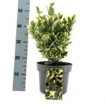 Euonymus jap. Marieke