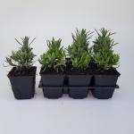 Lavandula ang. 'Munstead'