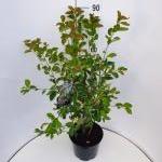 Amelanchier lamarckii