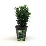 Euonymus jap. 'Green Spire'