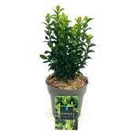 Euonymus jap. 'Green Spire'