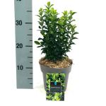 Euonymus jap. 'Green Spire'