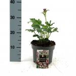 Astrantia maj. 'Burgundy Manor', rood