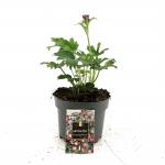 Astrantia maj. 'Burgundy Manor', rood