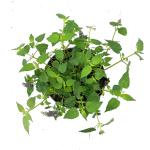 Agastache rugosa 'Little Adder'