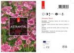 Astrantia maj. 'Roma', rose