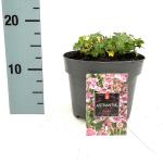 Astrantia maj. 'Roma', rose