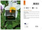 Anemone Elfin Swan