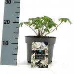 Astrantia maj. 'Snow Star', wit