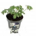 Astrantia maj. 'Snow Star', wit