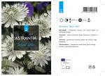 Astrantia maj. 'Snow Star', wit
