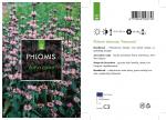 Phlomis tuberosa 'Amazone'