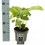 Phlomis tuberosa 'Amazone'