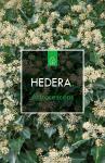 Hedera hel. 'Arborescens'