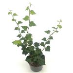 Hedera hel. 'Arborescens'