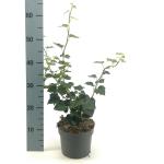 Hedera hel. 'Arborescens'