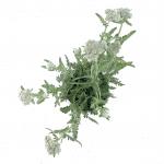 Achillea 'Moonshine', geel