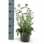 Achillea 'Moonshine', geel