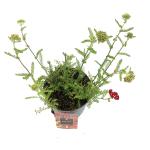 Achillea m. 'Paprika'