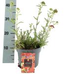 Achillea m. 'Paprika'