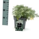 Artemisia 'Powis Castle'