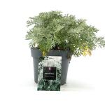 Artemisia 'Powis Castle'