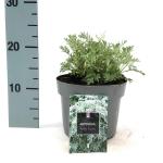 Artemisia 'Powis Castle'