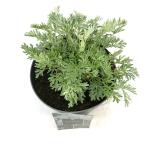 Artemisia 'Powis Castle'