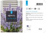 Nepeta 'Purssian Blue'