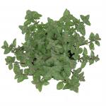 Nepeta 'Purssian Blue'