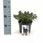 Nepeta 'Purssian Blue'