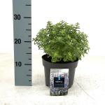 Nepeta 'Purssian Blue'