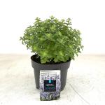 Nepeta 'Purssian Blue'