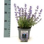 Nepeta 'Purssian Blue'