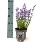 Nepeta 'Purssian Blue'