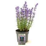 Nepeta 'Purssian Blue'