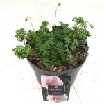 Geranium sanguineum striatum