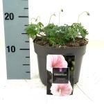 Geranium sanguineum striatum