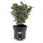 Euonymus jap. 'Kathy'