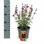 Salvia 'Royal Bumble'