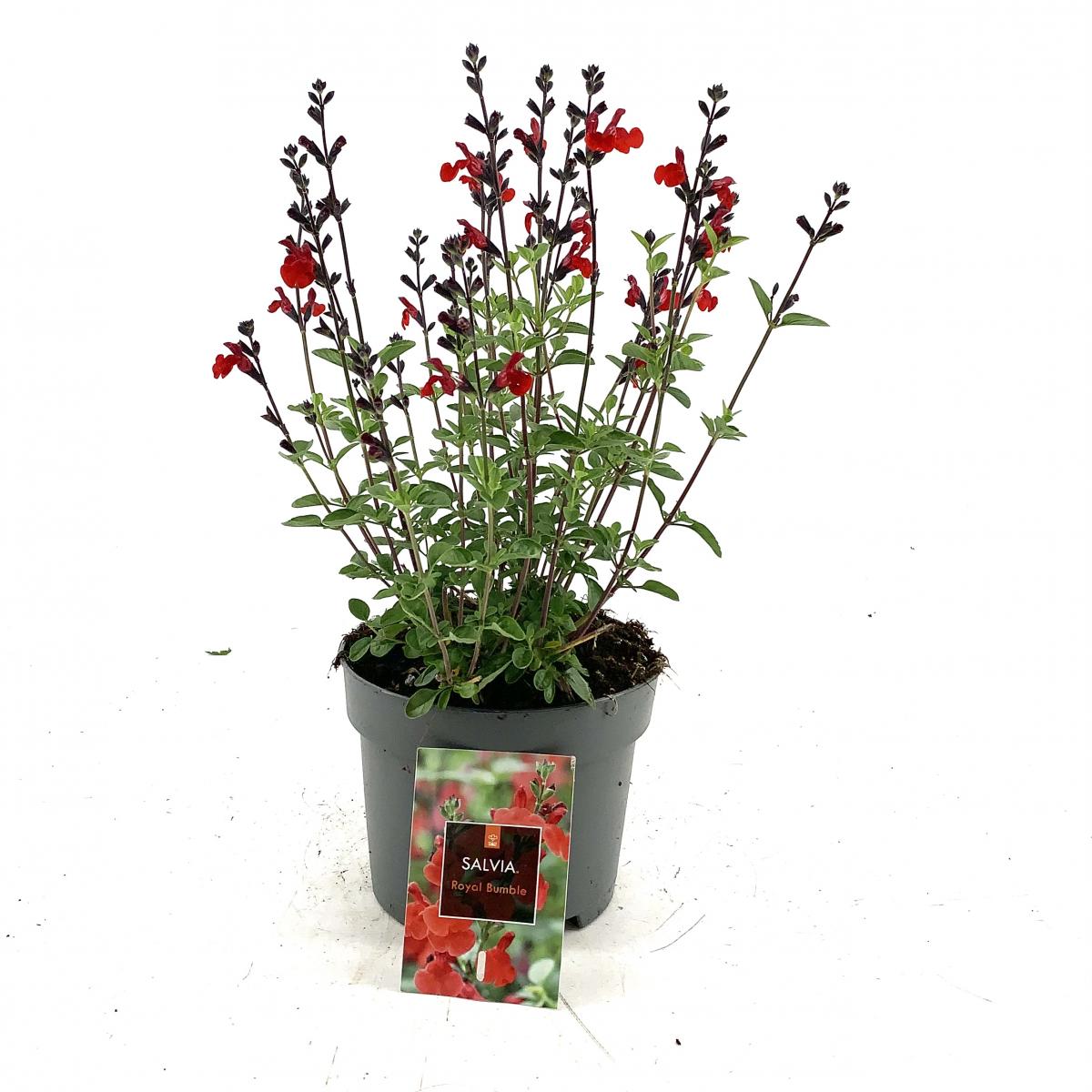 Salvia 'Royal Bumble'