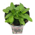Stachys monieri 'Hummelo'