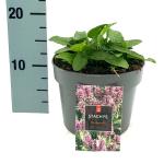 Stachys monieri 'Hummelo'