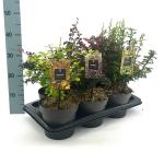 Berberis thunbergii