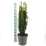 Taxus b. 'David'