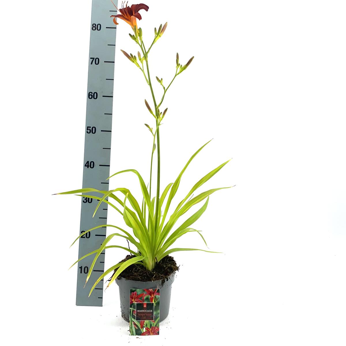 Hemerocallis 'Sammy Russell'