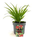 Hemerocallis 'Sammy Russell'