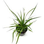Libertia grandiflora