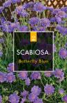 Scabiosa col. 'Butterfly Blue'